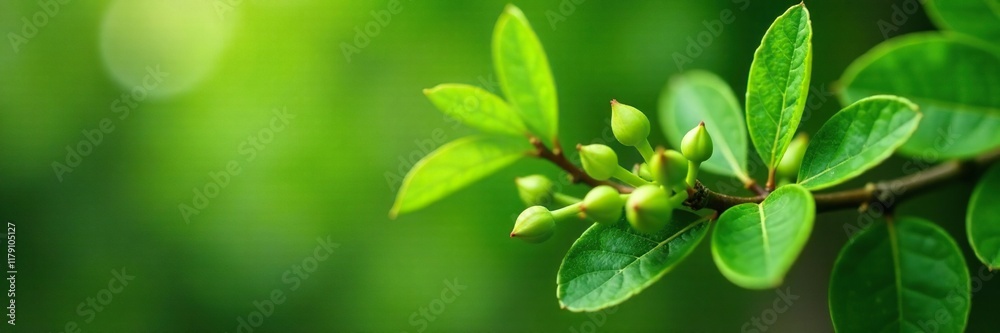 A mass of fresh green buds on a branch swaying in wind, leaves, nature, green A mass of fresh green buds on a branch swaying in wind, leaves, nature, green