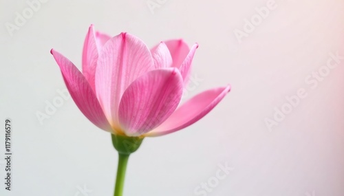 Delicate pink petals unfolding on a slender stem, nature, flowers, isolated