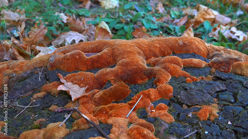 Phellinus robustus - saprophytic wood fungus on an old oak tree stump in a garden, Odessa photo