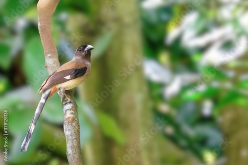 Andaman Treepie: A Rare Glimpse of Endemic Beauty in Its Natural Habitat photo