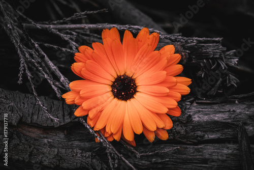 beautiful orange calendula in the garden in springtime, pot marigold photo