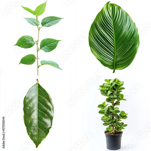 Four vibrant green leaves and potted plant. photo