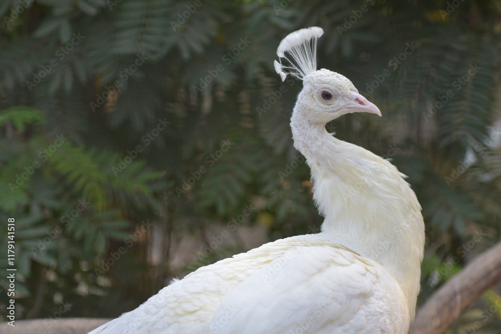 White Peafowl or White Peacock is a common name for two bird species of the genus Pavo and one species of the closely related genus Afropavo within the tribe Pavonini of the family Phasianidae. White Peafowl or White Peacock is a common name for two bird species of the genus Pavo and one species of the closely related genus Afropavo within the tribe Pavonini of the family Phasianidae.