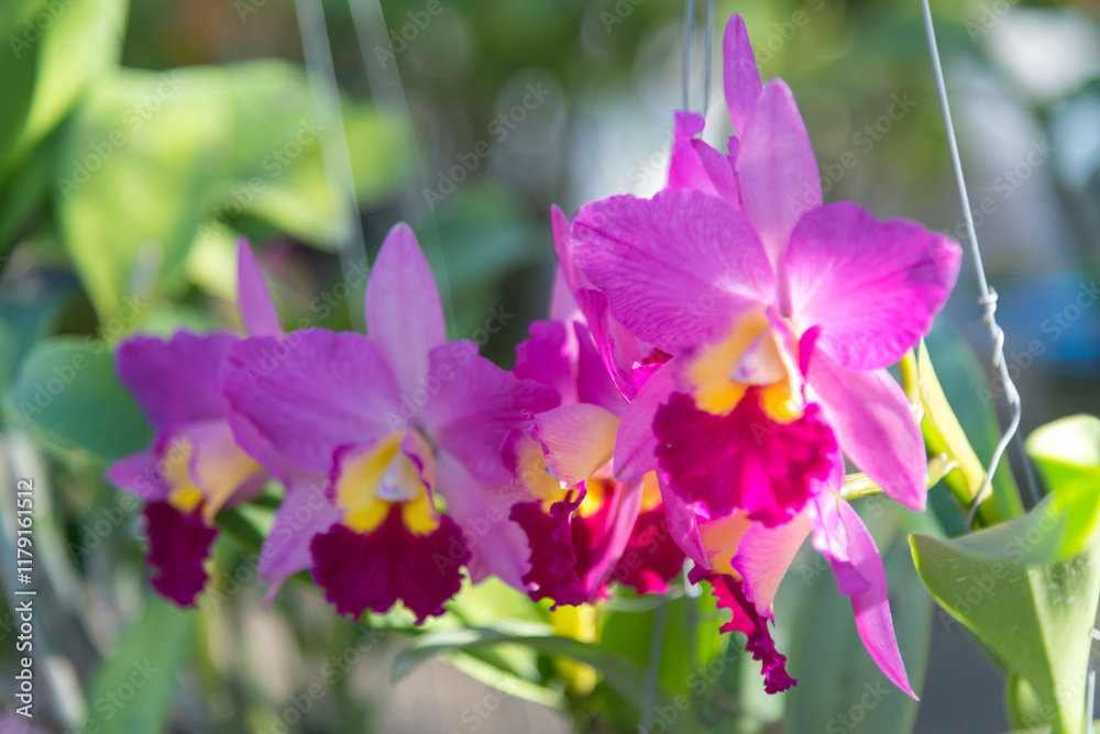 Fototapeta premium Closeup focus to purple orchid in garden