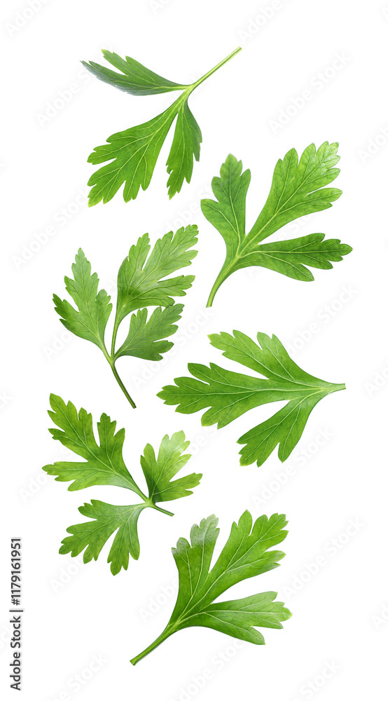 Fototapeta premium Green parsley leaves falling on white background