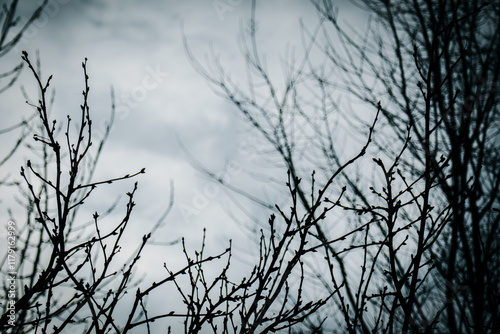 branches of a tree