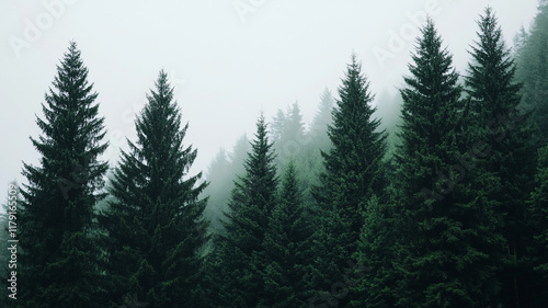 Misty evergreen forest silhouette foggy mountain wilderness creates moody natural landscape with towering pine trees rising into atmospheric haze