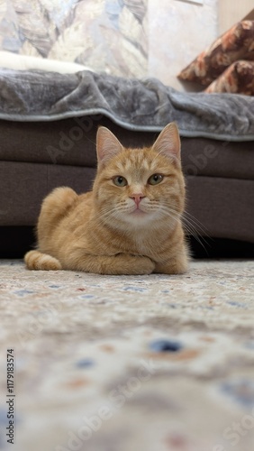Photography Funny cats