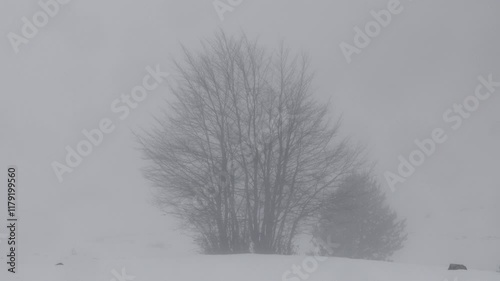 Heavy snowfall blankets the landscape, obscuring visibility around a cluster of trees. The serene winter scene evokes a sense of quiet and tranquility.