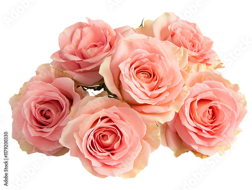 Close-up of pink roses bouquet with delicate petals and green leaves on transparent background. PNG image