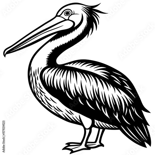 Fotografi pelican on white background