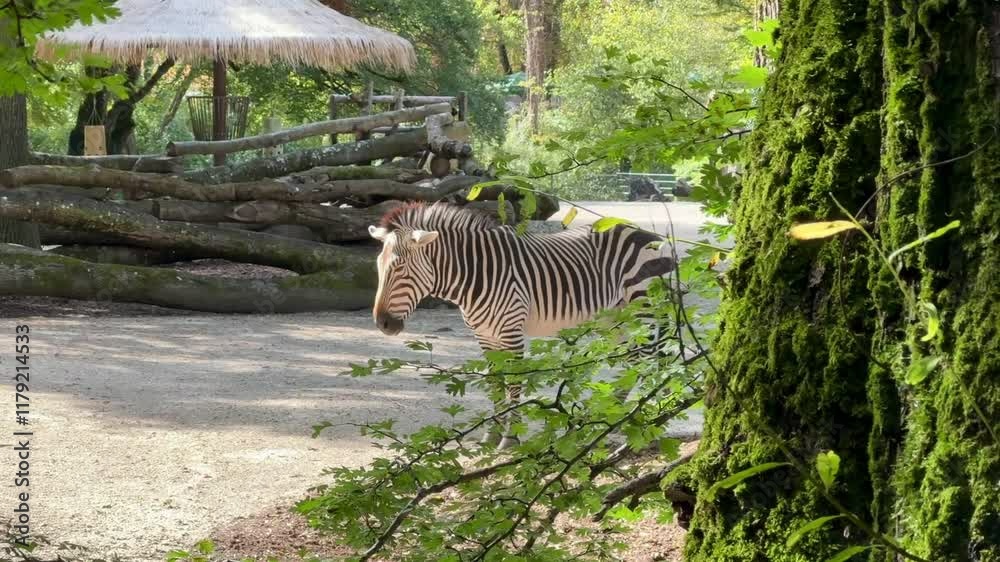 zebra in the zoo, Munich, Germany