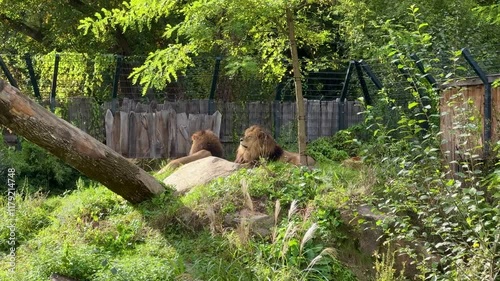 lions in the zoo, Munich, Germany photo