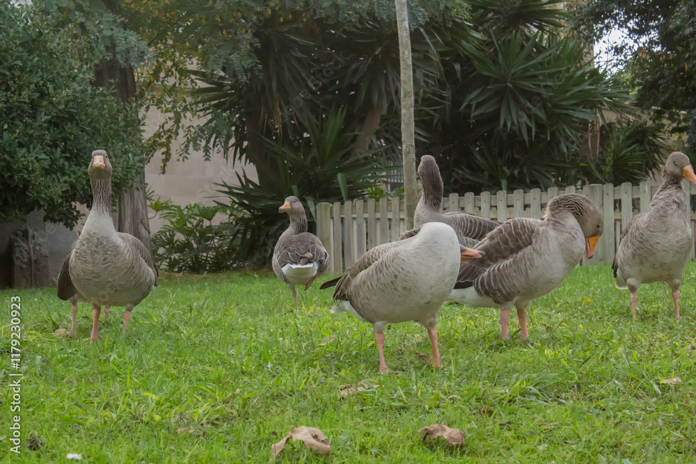 Several grey geese sit on the grass in a city park Several grey geese sit on the grass in a city park