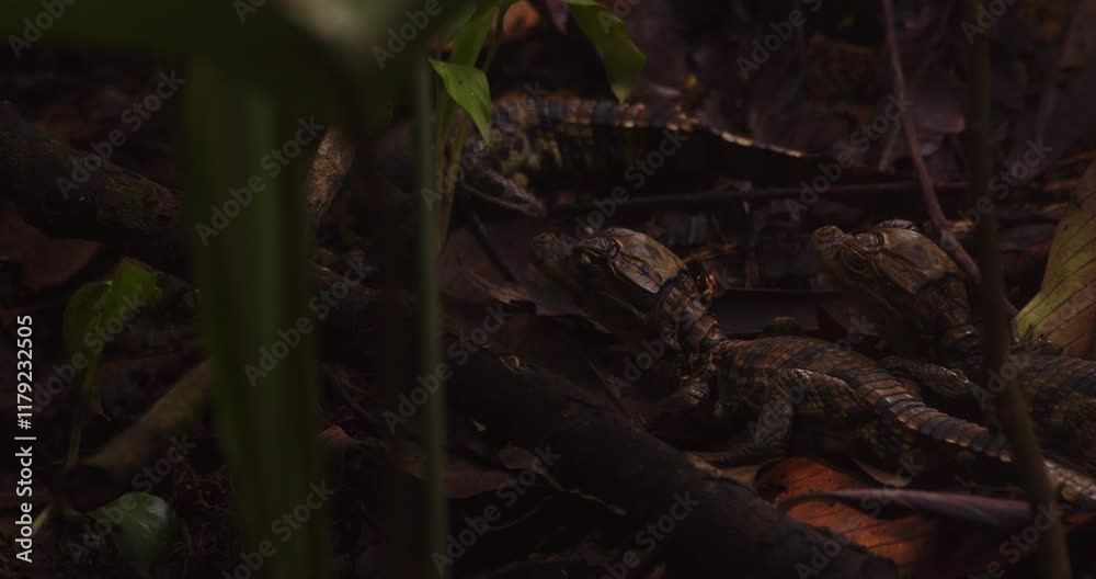 Caiman babies on forest floor a red bug comes and sits on the baby who shakes it off