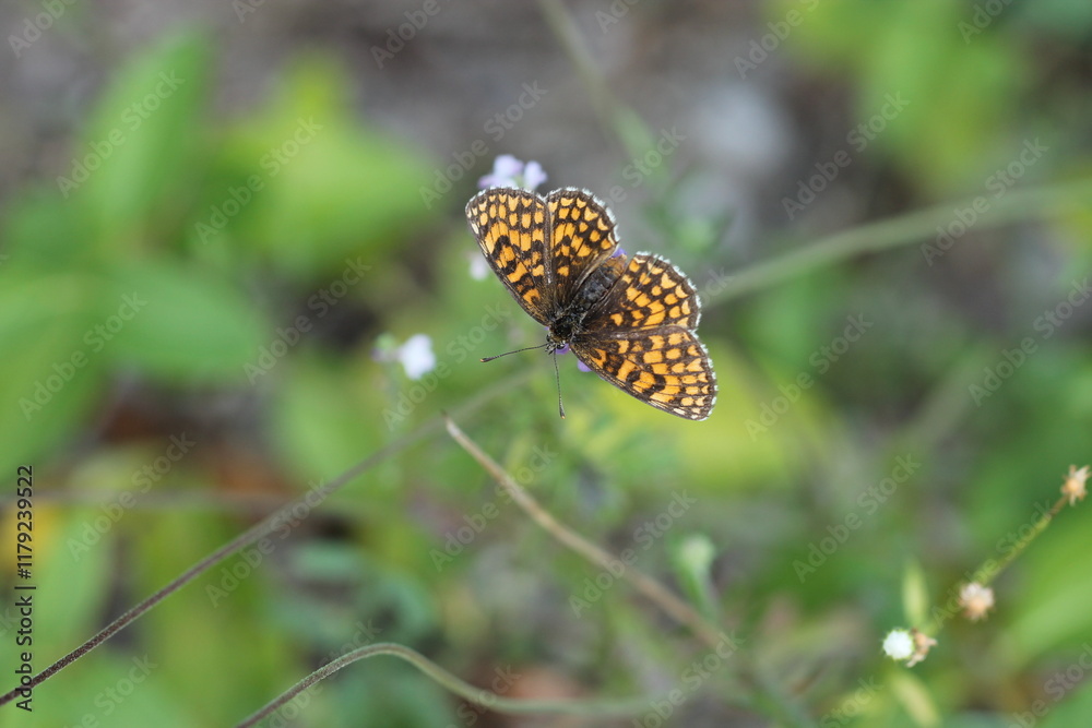 Obraz premium una farfalla melitaea su un fiore