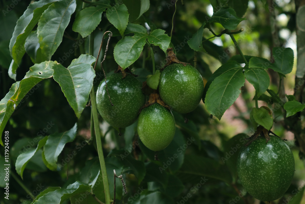 photo of green passion fruits on the tree photo of green passion fruits on the tree