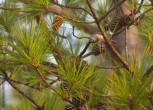 Tufted titmouse is well camouflaged in a pine tree digging into a pinecone for pine nuts