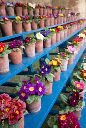 Multiple rows of brightly coloured polyanthus arranged in rows as an auricula theatre on blue shelving photographed at an angle