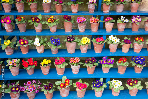 Rows of brightly coloured Polyanthus arranged as auricula theatre on blue shelving