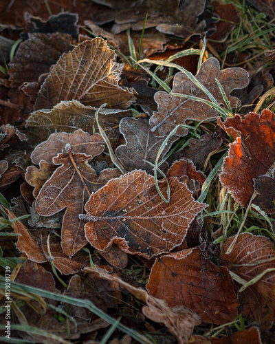 frosty fallen leaves on a winter woodland floor