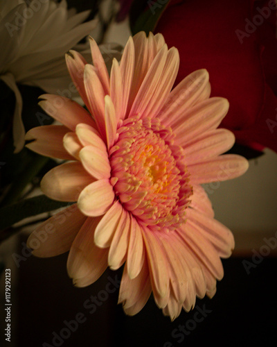 Close up of a peach colour gerbera flower