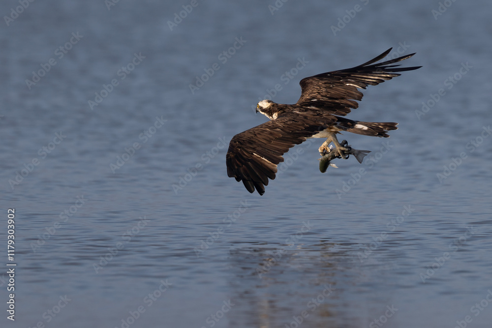Bird of prey, Osprey (Pandion haliaetus) in the Sardinian marshes. Italy.