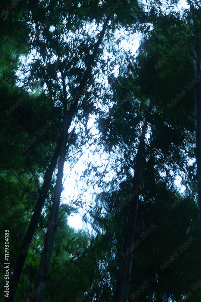 Fototapeta premium Bamboo Forest and Morning
