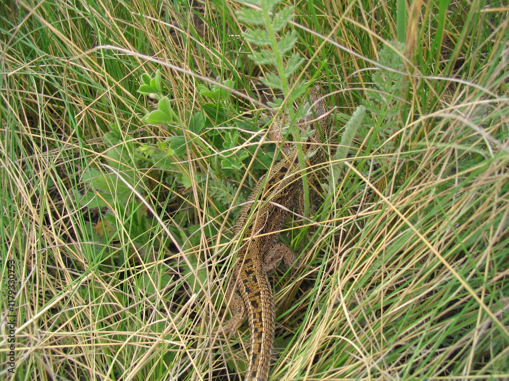 Fototapeta premium lizard in green grass