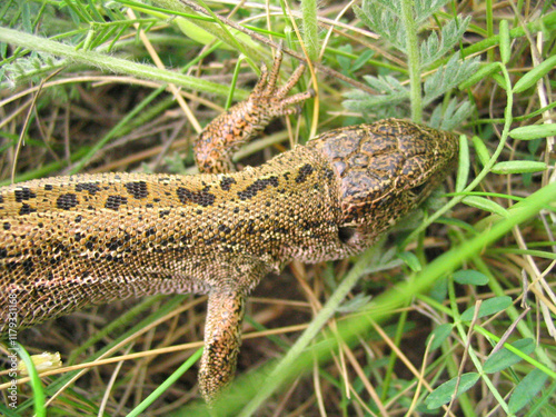 lizard in green grass