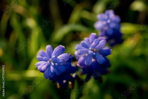 Purple Flower