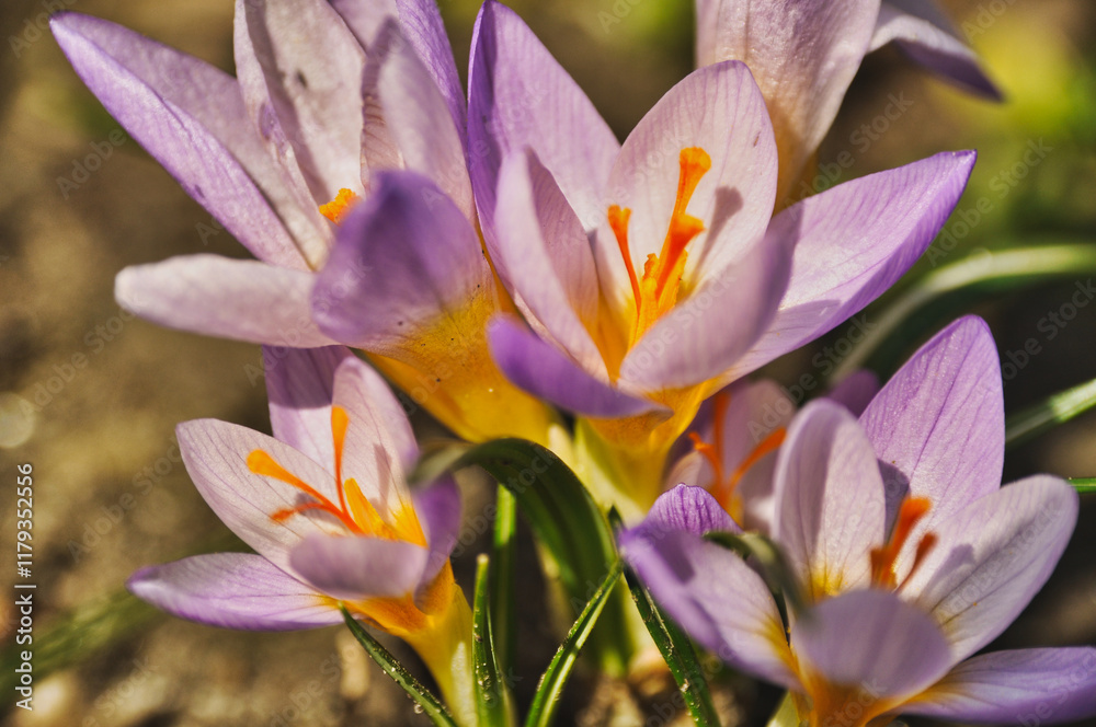 Fototapeta premium Purple crocus flowers bloom in spring on a meadow in the grass garden flowers