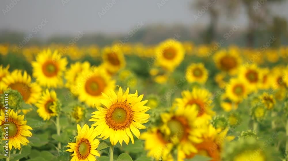 Golden Field of Sunflowers: A breathtaking vista of vibrant sunflowers basking in the warm, golden light of the sun, creating a mesmerizing display of nature's beauty and resilience. Golden Field of Sunflowers: A breathtaking vista of vibrant sunflowers basking in the warm, golden light of the sun, creating a mesmerizing display of nature's beauty and resilience.