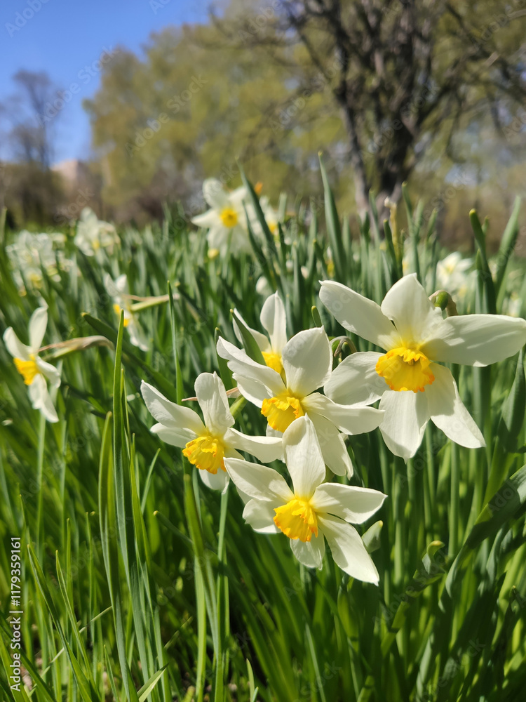 Meadow of blooming daffodils, white primroses, spring flowers, background for holiday cards, Easter Meadow of blooming daffodils, white primroses, spring flowers, background for holiday cards, Easter
