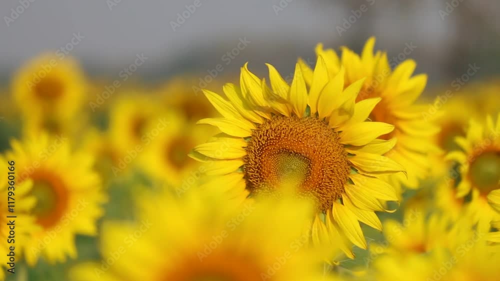 Golden Sunflowers in a Field of Dreams: A vibrant field of sunflowers basking in the warm glow of the sun, their golden petals reaching for the sky. The image evokes a sense of warmth, happiness. Golden Sunflowers in a Field of Dreams: A vibrant field of sunflowers basking in the warm glow of the sun, their golden petals reaching for the sky. The image evokes a sense of warmth, happiness.