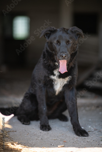 Wallpaper Mural Beautiful purebred funny smart dog. Torontodigital.ca