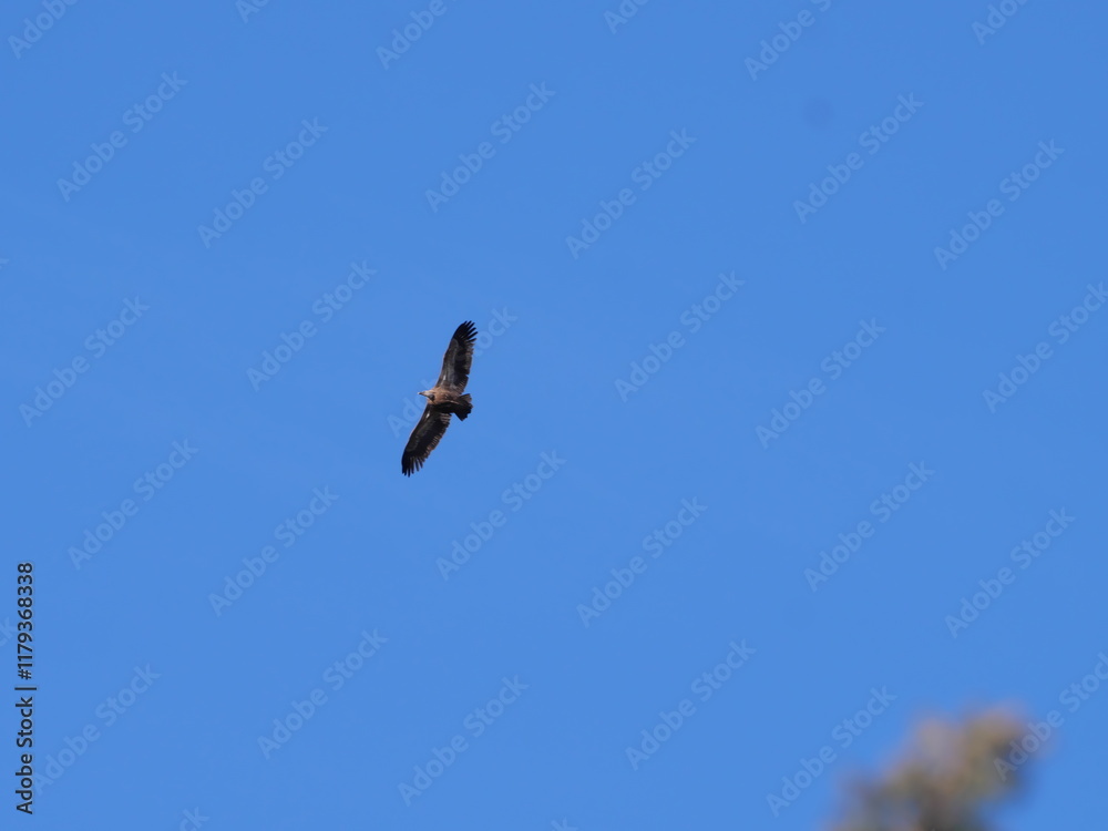 Ein Gänsegeier Gyps fulvus fliegt vor dem blauen Himmel in Ronda Spanien Ein Gänsegeier Gyps fulvus fliegt vor dem blauen Himmel in Ronda Spanien