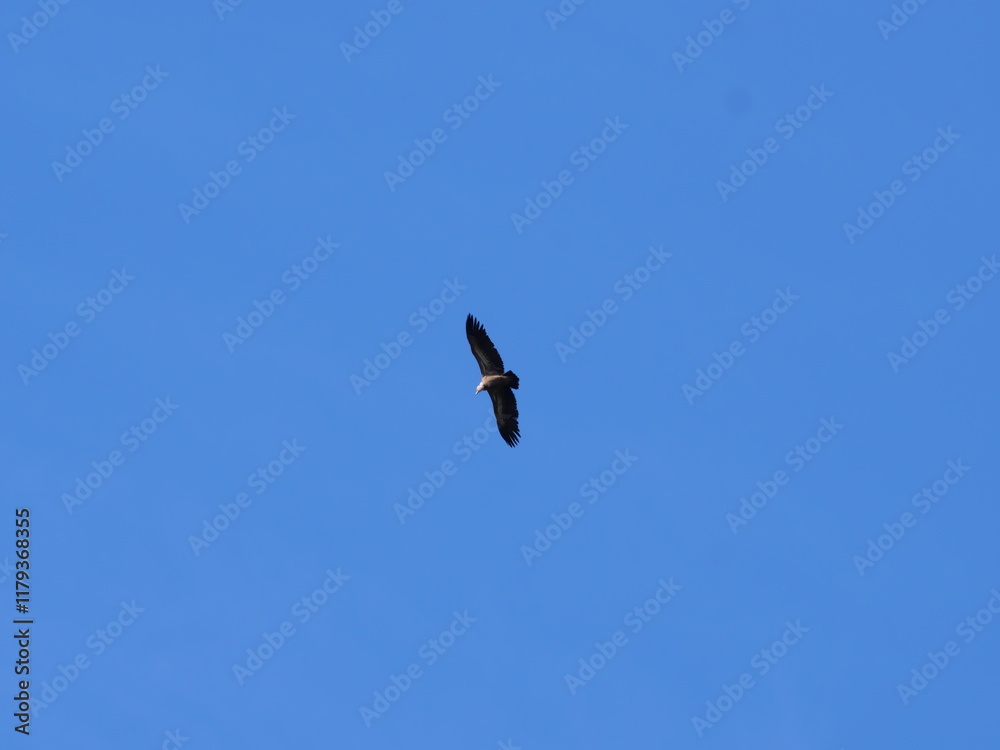 Ein Gänsegeier Gyps fulvus fliegt vor dem blauen Himmel in Ronda Spanien Ein Gänsegeier Gyps fulvus fliegt vor dem blauen Himmel in Ronda Spanien