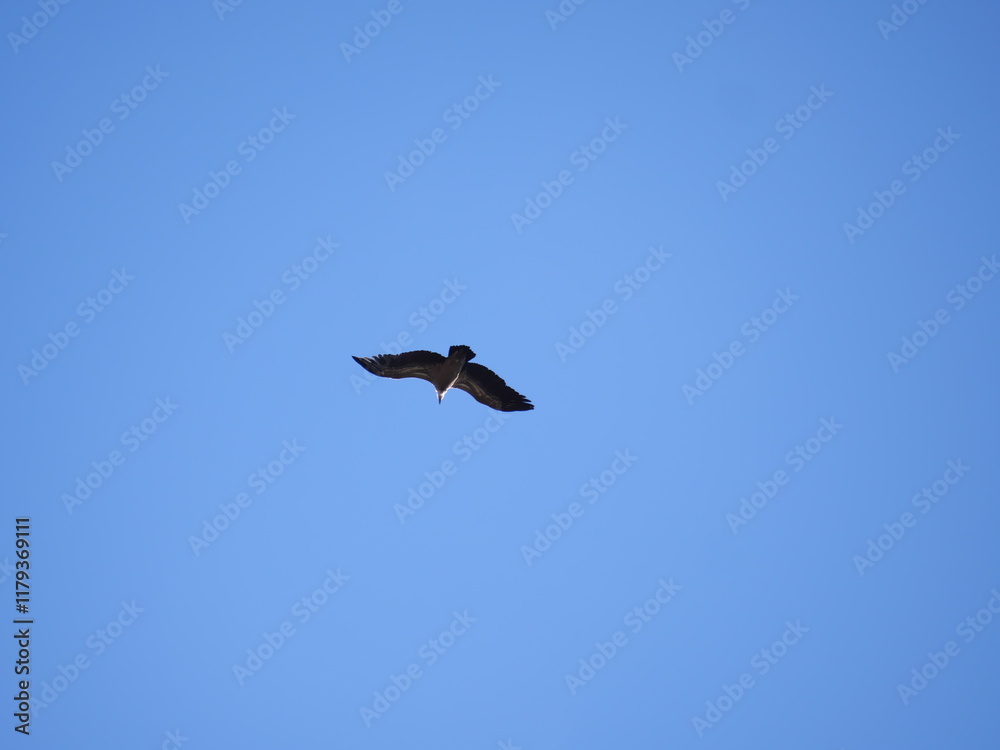 Ein Gänsegeier Gyps fulvus fliegt vor dem blauen Himmel in Ronda Spanien Ein Gänsegeier Gyps fulvus fliegt vor dem blauen Himmel in Ronda Spanien