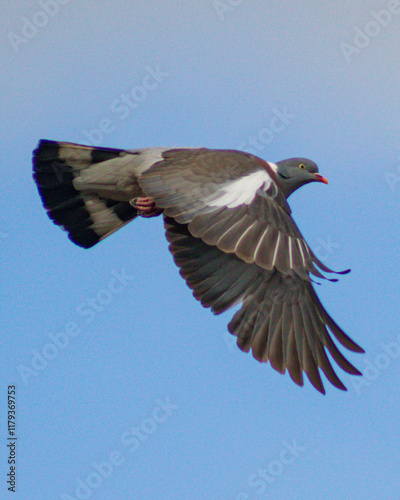 Pigeon in mid flight downward swoop