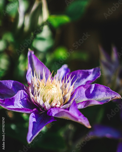 Purple passion flower in full bloom