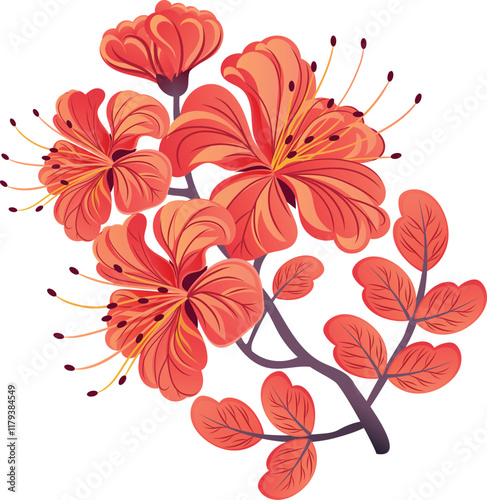 Red gulmohar flower. Vector illustration. Flamboyant arvore from India.
