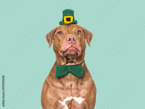 Lovable, pretty puppy and bright green hat. Happy St. Patrick's Day. Closeup, studio shot. Congratulations for family, loved ones, relatives, friends and colleagues. Pets care concept photo