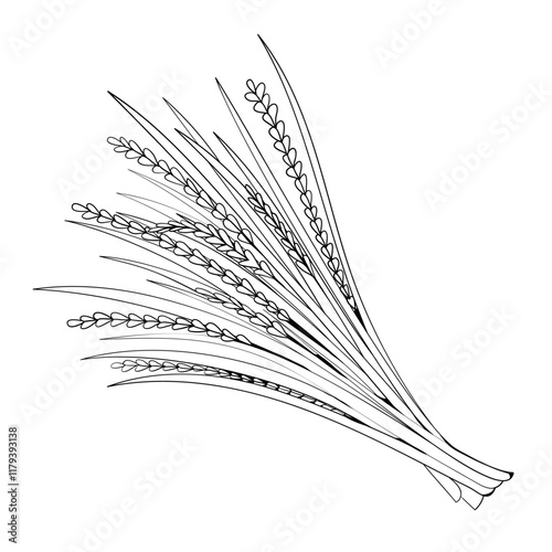 Vetiver. A base note in perfumery. Outline illustration.