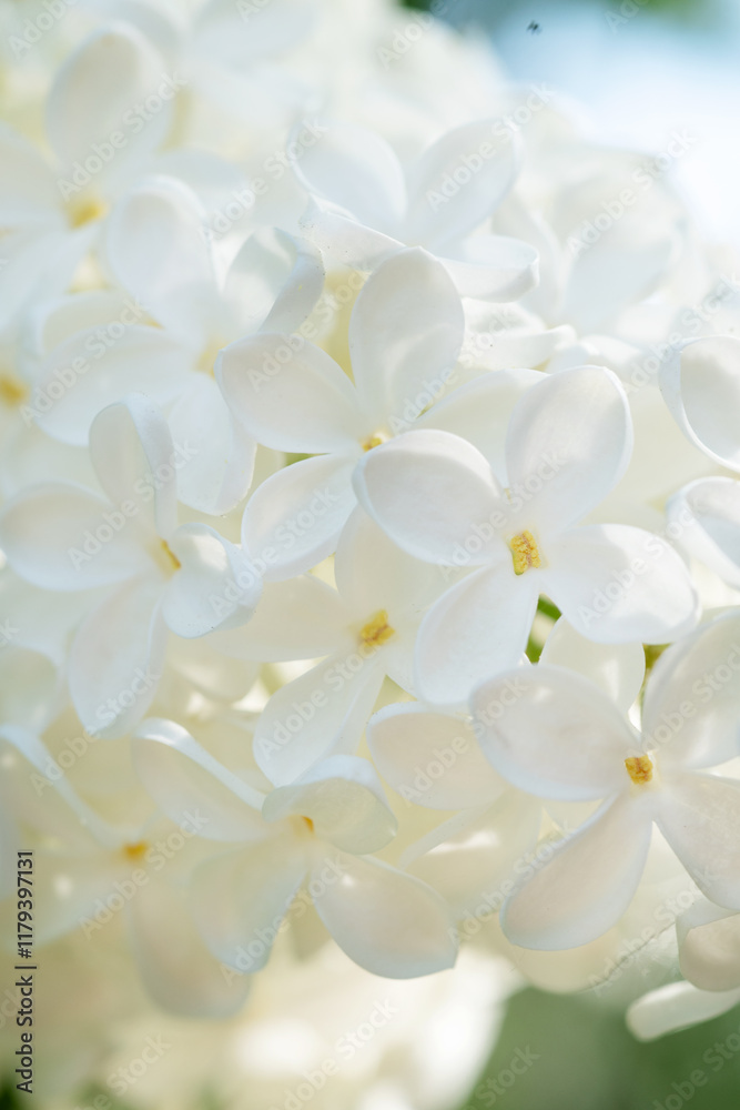 beautiful white lilac flowers. macro shot. spring season