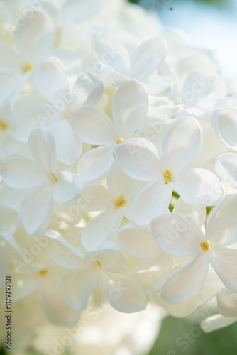 Obraz na płótnie beautiful white lilac flowers. macro shot. spring season w salonie