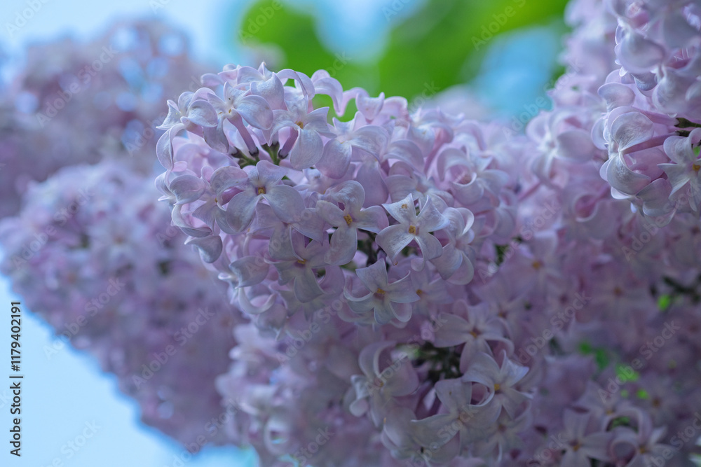 beautiful violet lilac flowers against blue sky. macro. spring season