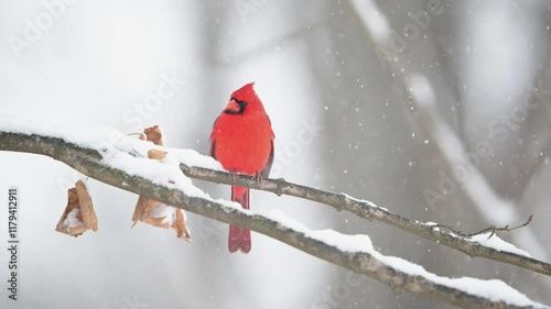 Slow motion clip of male Northern Cardinal perched on a branch during a heavy snow storm. 