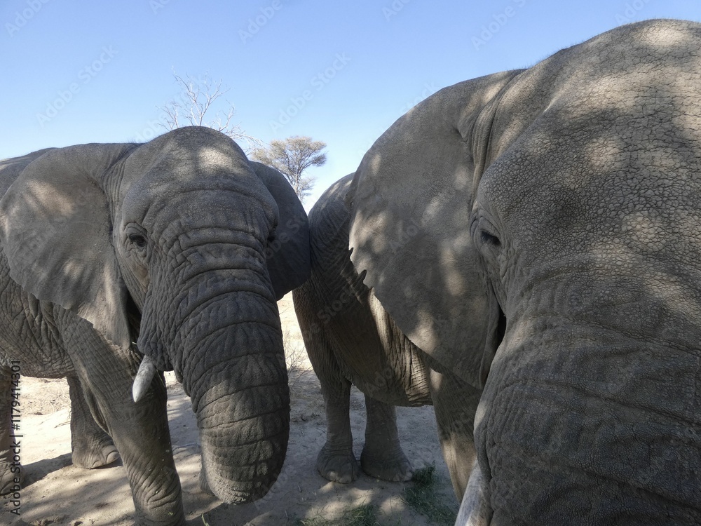 Fototapeta premium Close-up of African elephants in nature.