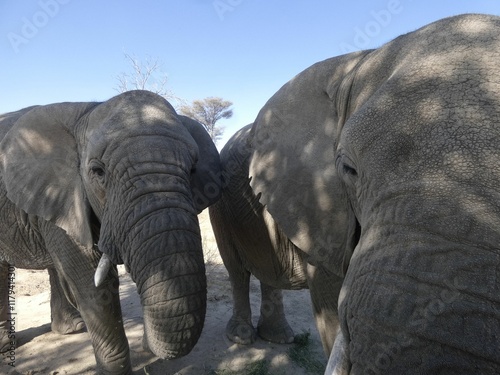 Canvas Print Close-up of African elephants in nature.